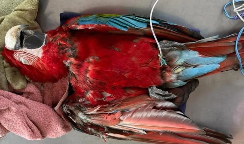 Mataron a uno de los primeros guacamayos nacidos en libertad después de 150 años en Corrientes