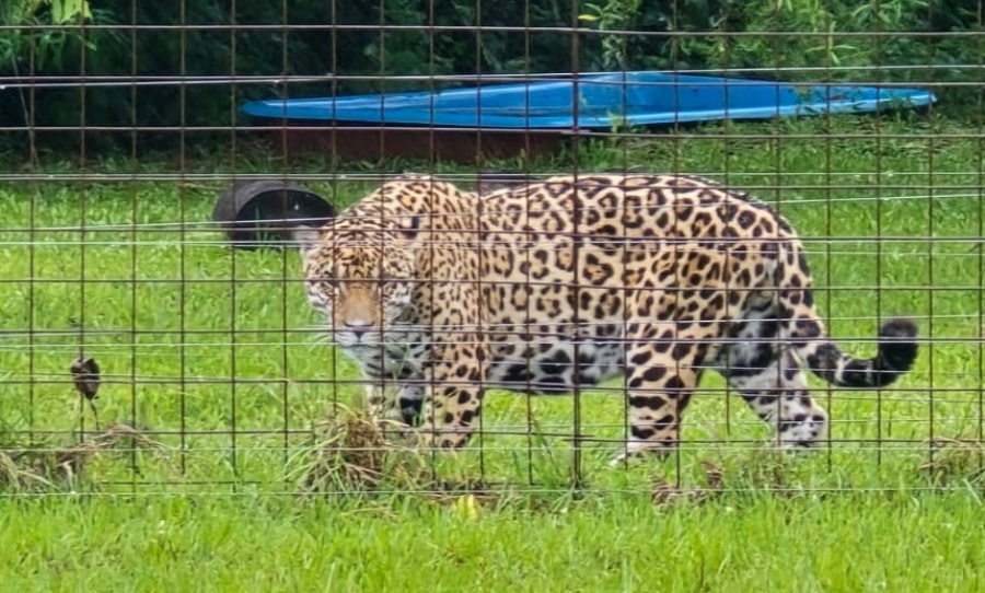 Fauna: dos nuevos yaguaretés fueron liberados en el Iberá