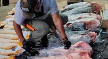 Camión que transportaba pescados ilegales intentó evadir un control policial en Corrientes
