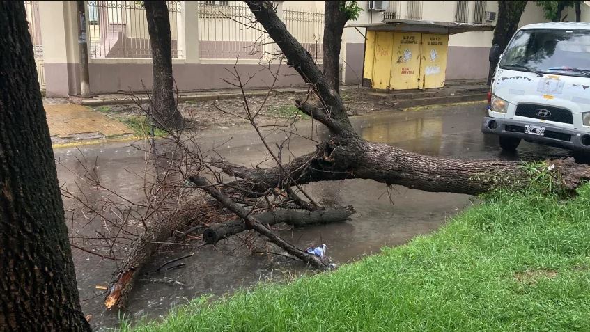 Cayó un árbol en la esquina del Hospital Vidal